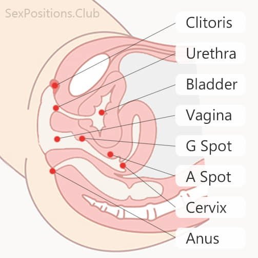 Internal view of female genitals: G-spot, A-spot