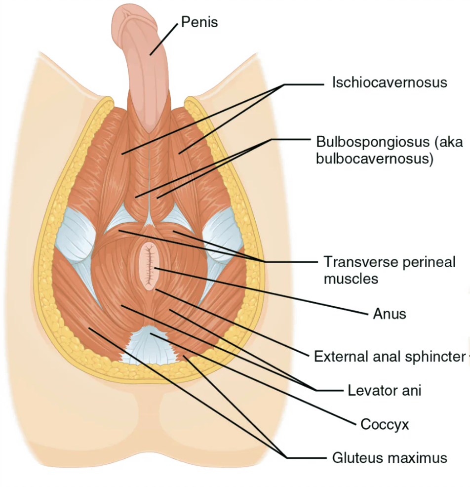 anatomy of the man's perineum diagram