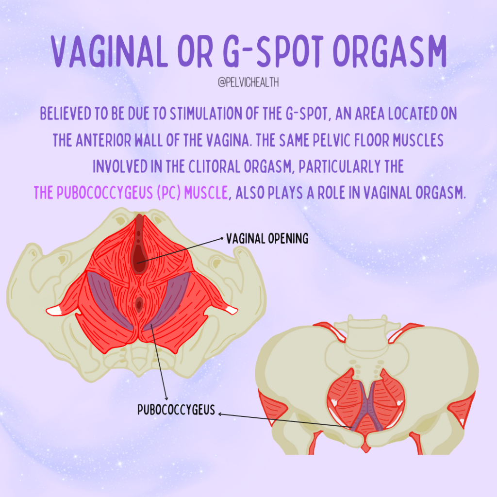 Pelvic Floor Physical Therapy img