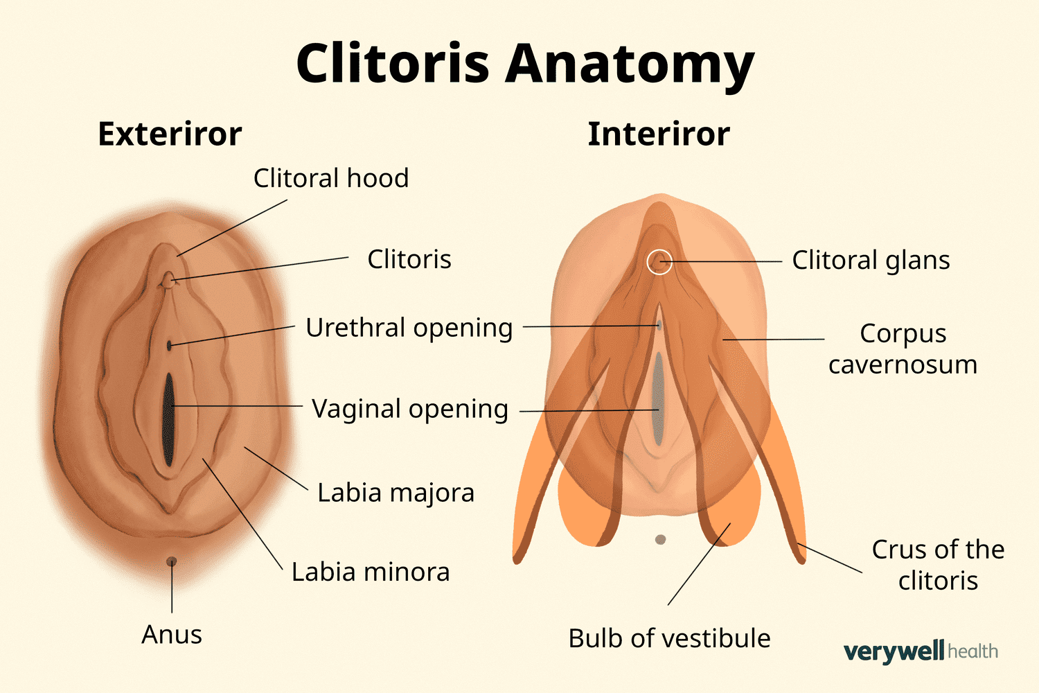 clitoris anatomy