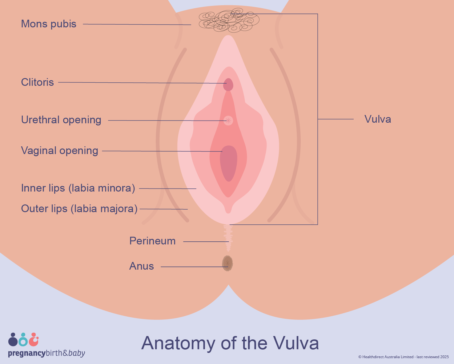 Anatomy of the Vulva