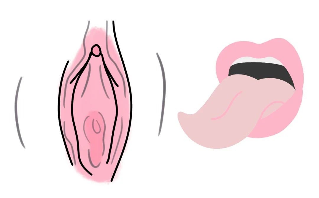 tongue curl upward on vulva illustration