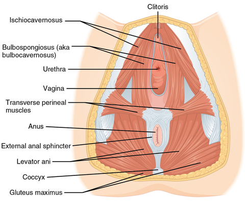 The pelvic floor