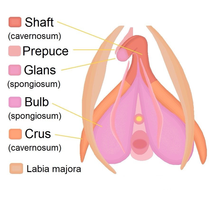Clitoral diagram