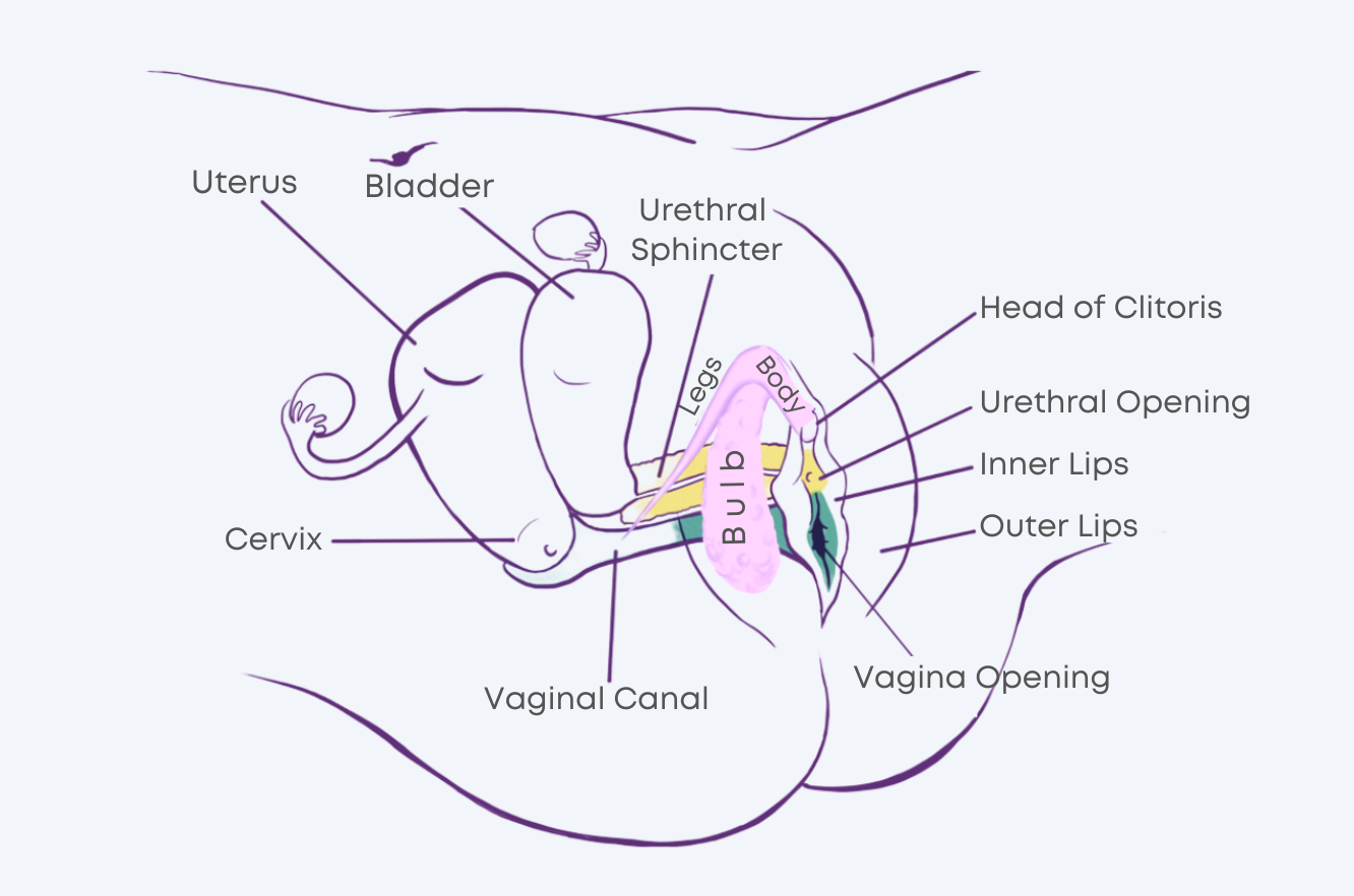 A diagram showing the anatomy of the female genitals.
