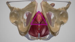 perineum, clitoris, Vicki Hobbs, Back to Basics Birthing, episiotomy, medio-lateral episiotomy, female urogenital triangle