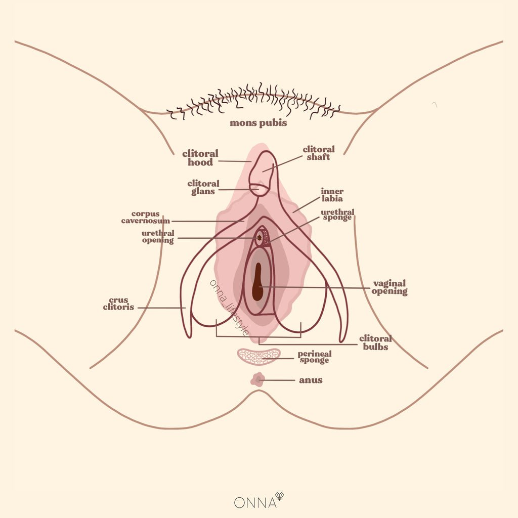 clitoris anatomy