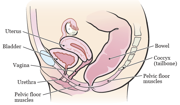 Kegel women fig