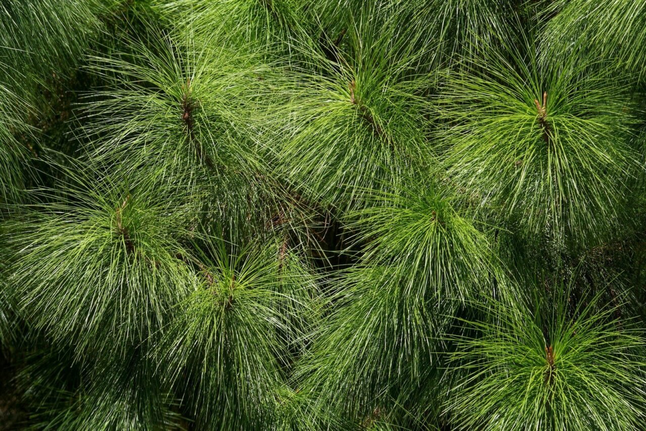 a close up of a pine tree with lots of green needles