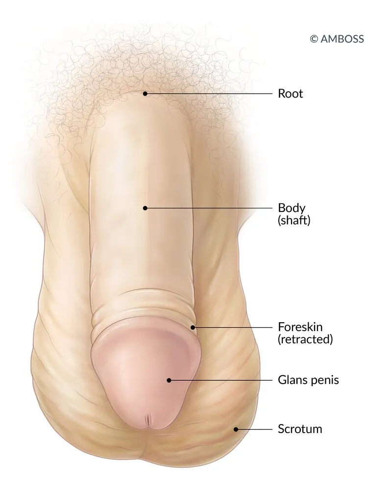 Penis
