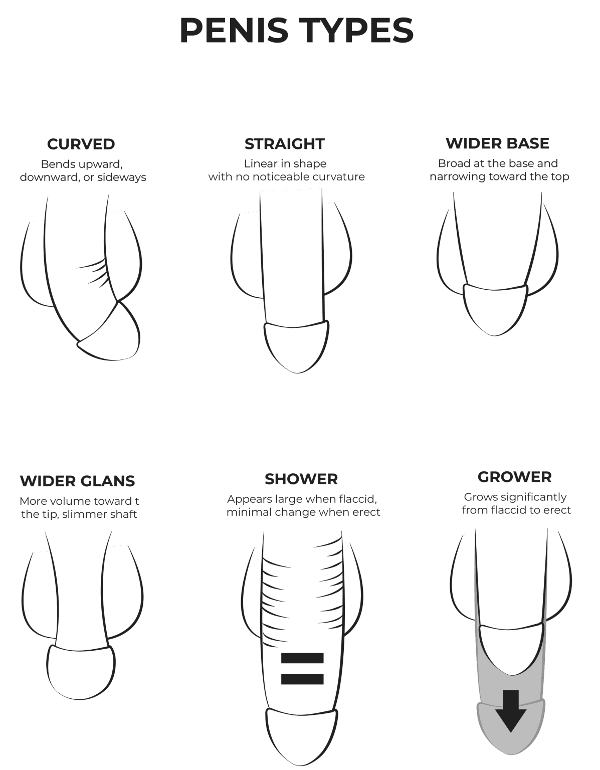 Penis types