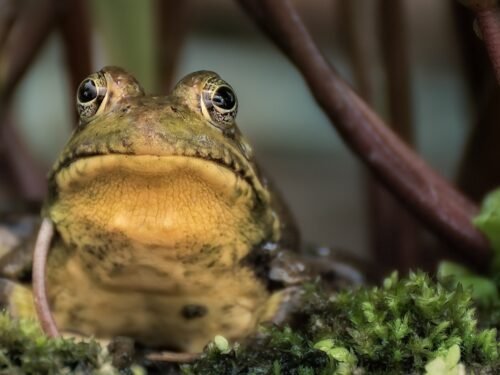 brown and green frog on grass
