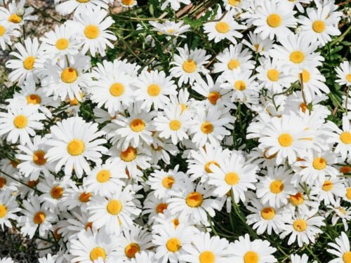 white daisy flowers during daytime