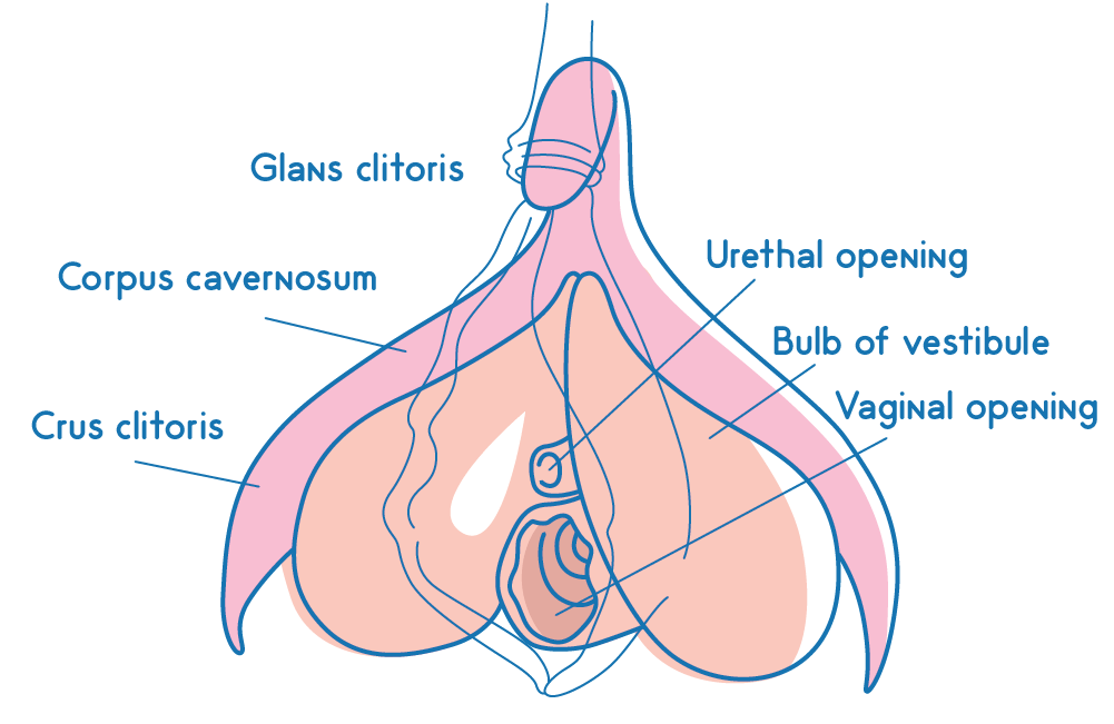 Vagina anatomy