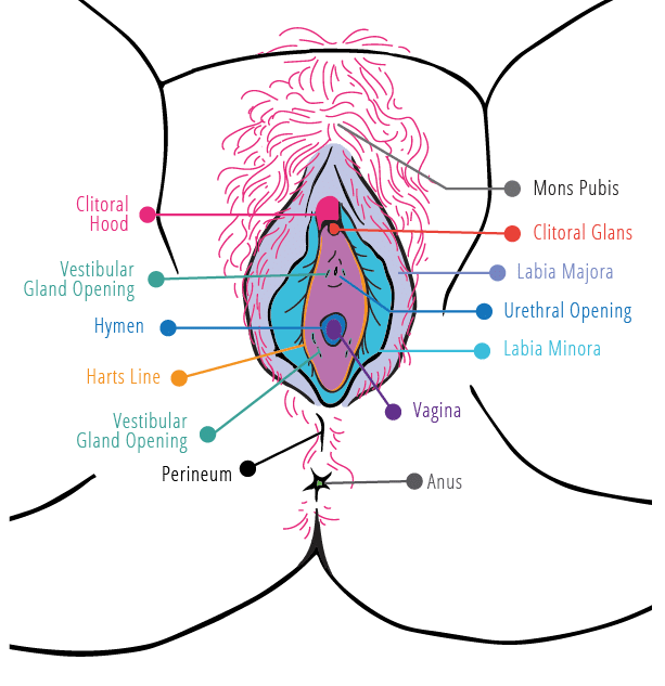 Vulva