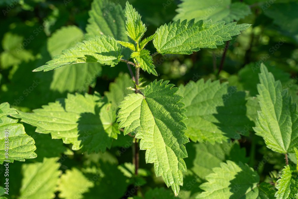 Wild green nettle in the countryside