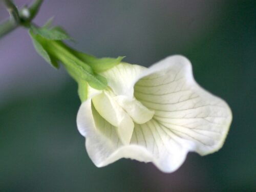 A close up of a flower with a blurry background